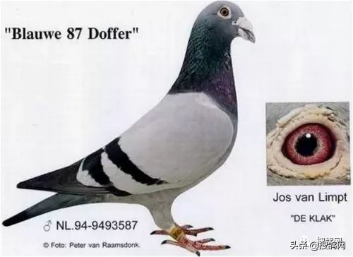 克拉克经典名鸽,克拉克顶级种鸽特点