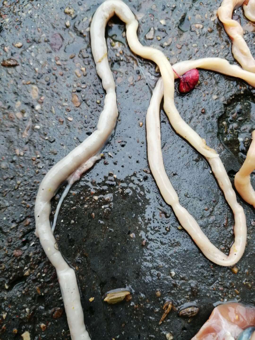 鸡盲肠肝炎最佳治疗方法,鸡盲肠肝炎最佳治疗方案