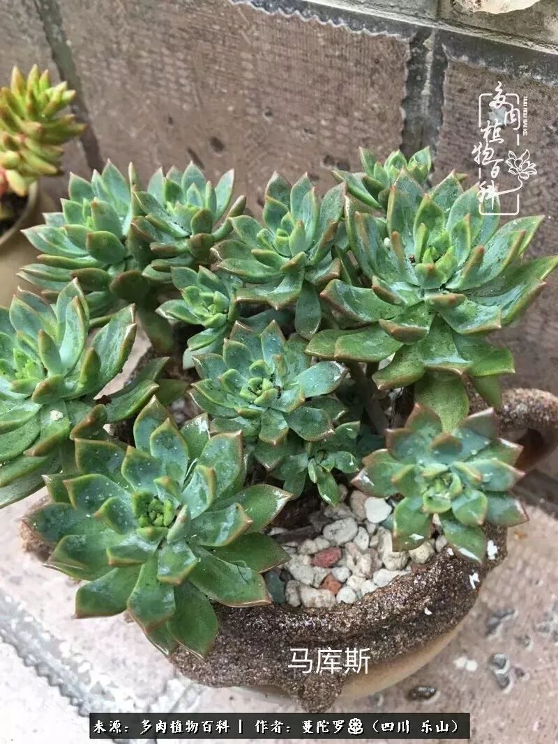 转角遇见多肉,遇见多肉治愈自己