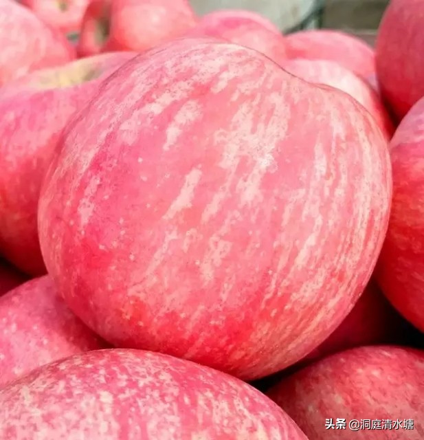 陕西富士苹果分哪几种,富士苹果为什么那么贵