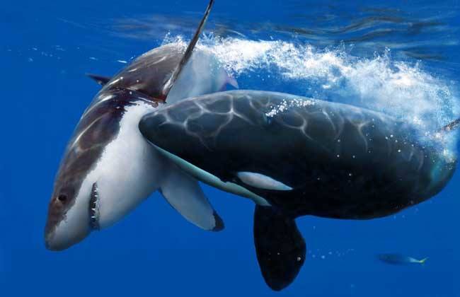 体型惊人的大白鲨,为什么大白鲨会害怕虎鲸