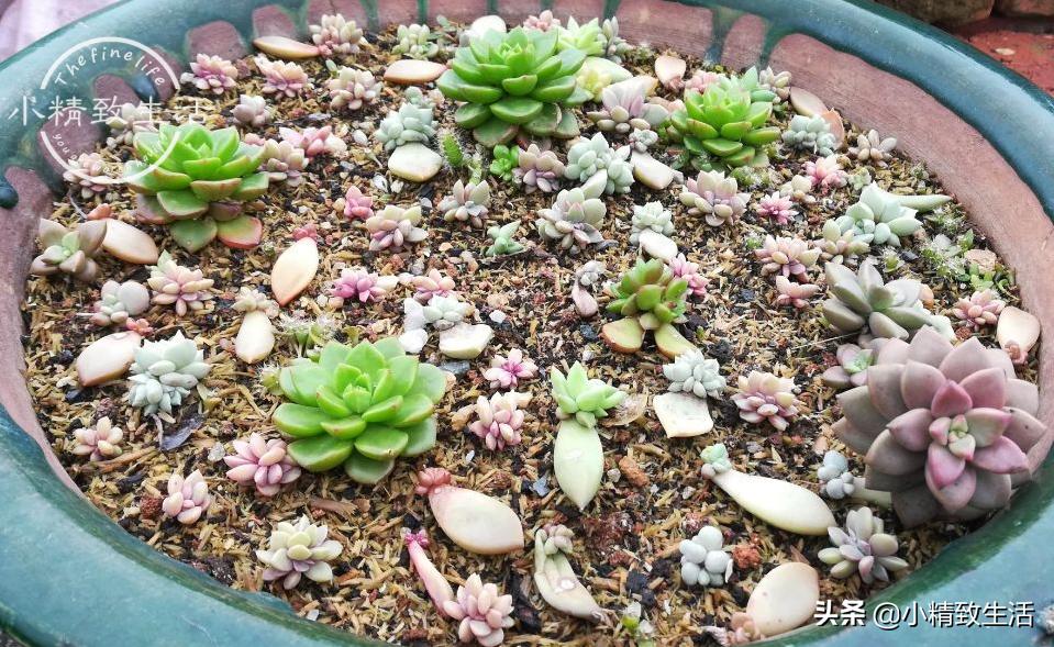 多肉叶插出芽后，遵循“4字”原则，安全过渡，保命为主