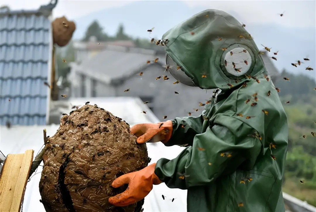 被马蜂蛰伤就医,被马蜂蛰伤休克