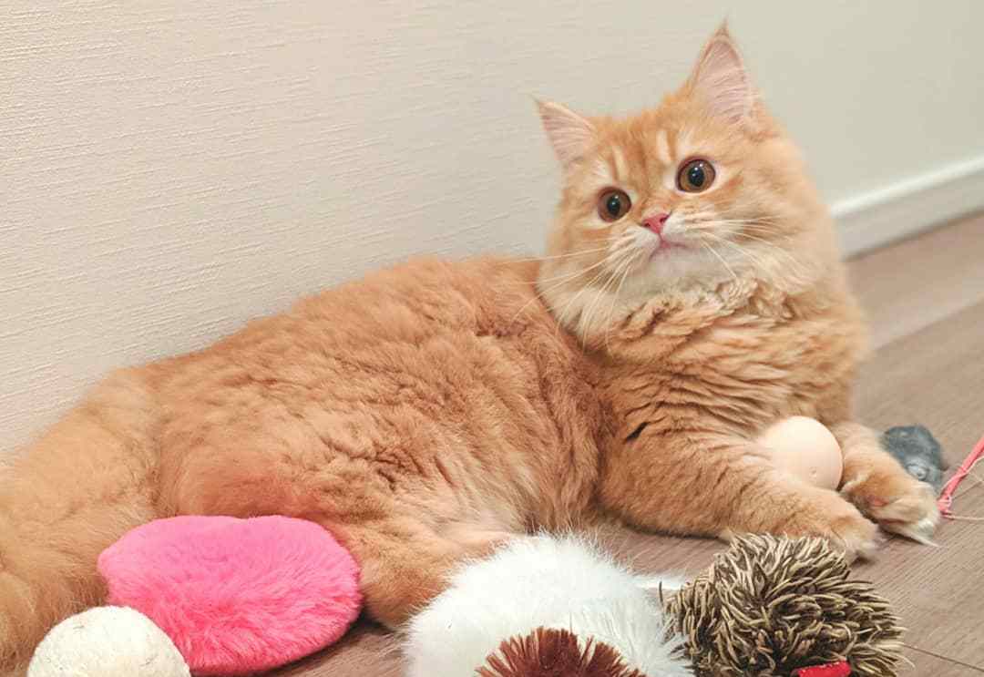 猫咪打喷嚏是怎么回事怎么治,猫咪打喷嚏有可能是什么病