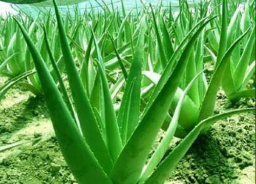 佳尼床垫清爽版,佳尼床垫健康一号b款