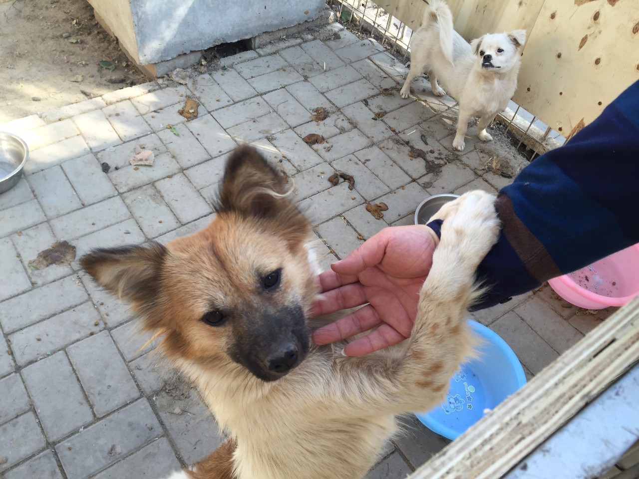 爱心和宽容让校园流浪狗与师生和谐相处