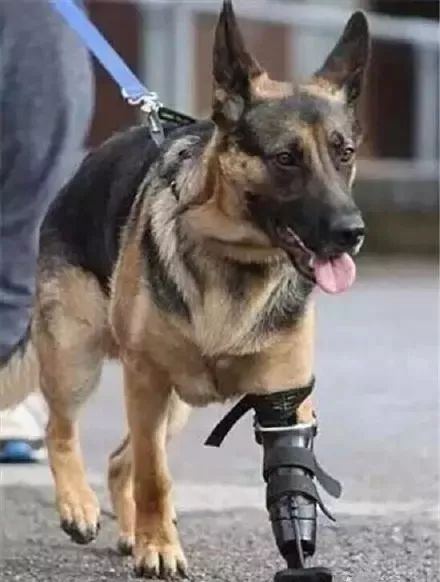 汶川地震狗救了32条人命,汶川地震狗狗救人21人