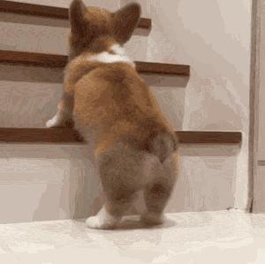 养狗新手与老手的区别,养狗为什么要养纯种犬