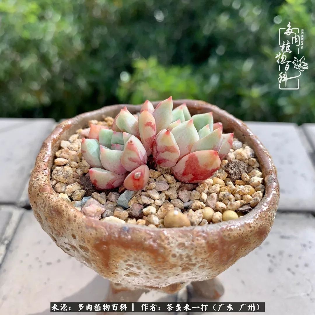 在冬日阳光下,记一个多肉小白的养肉历程