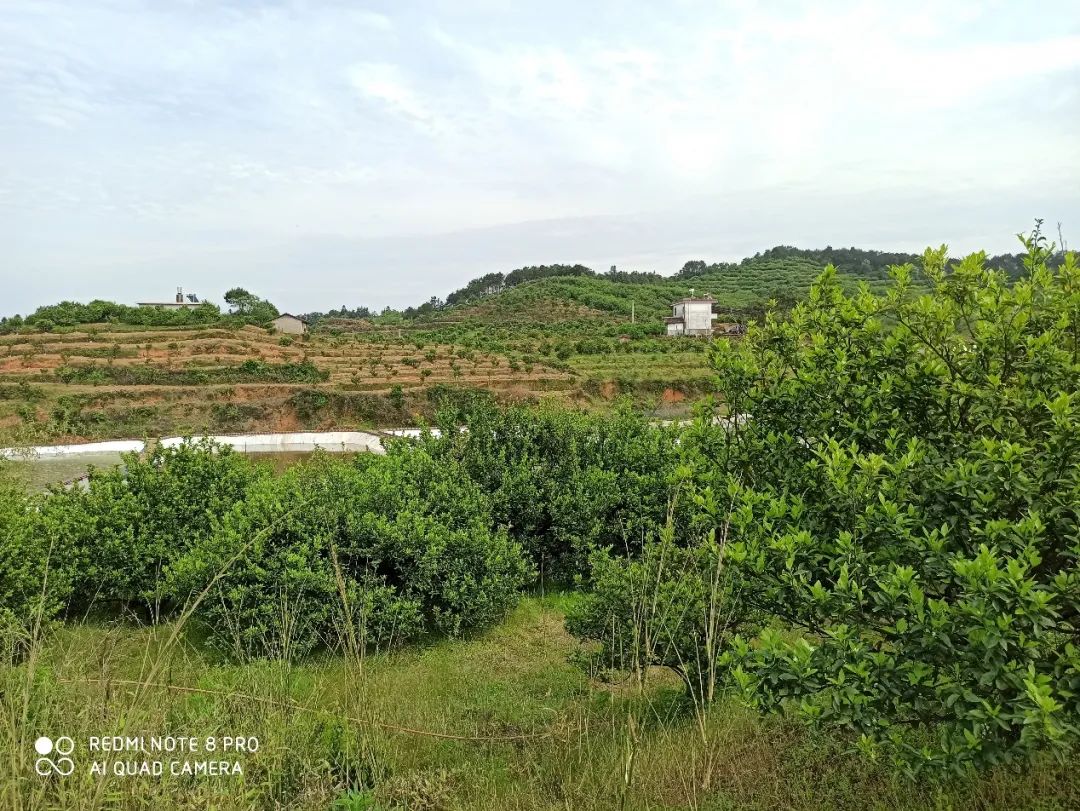 警惕!黄龙病发病率远超红线,木虱防治4大攻略必须牢记