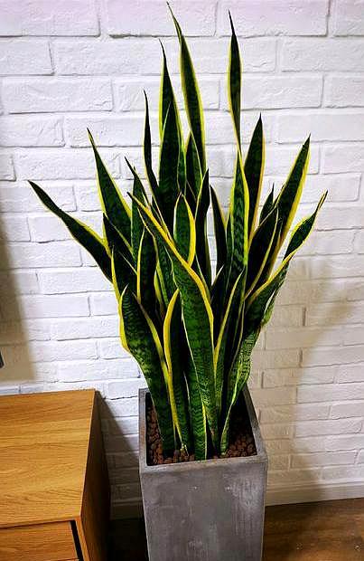 养虎皮兰的生活小技巧,养虎皮兰的教程