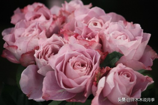 四季开花勤花月季,最好养最勤花的月季