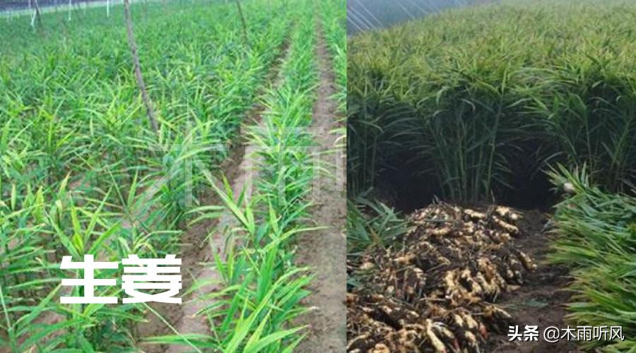 生姜种植技术和追施什么肥料,种植生姜整个过程施肥的技术指引