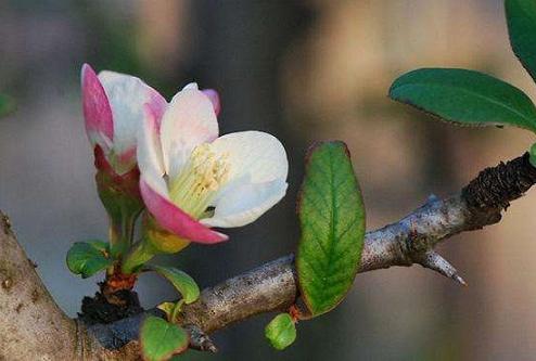 没有蔷薇科,哪里会有春天?