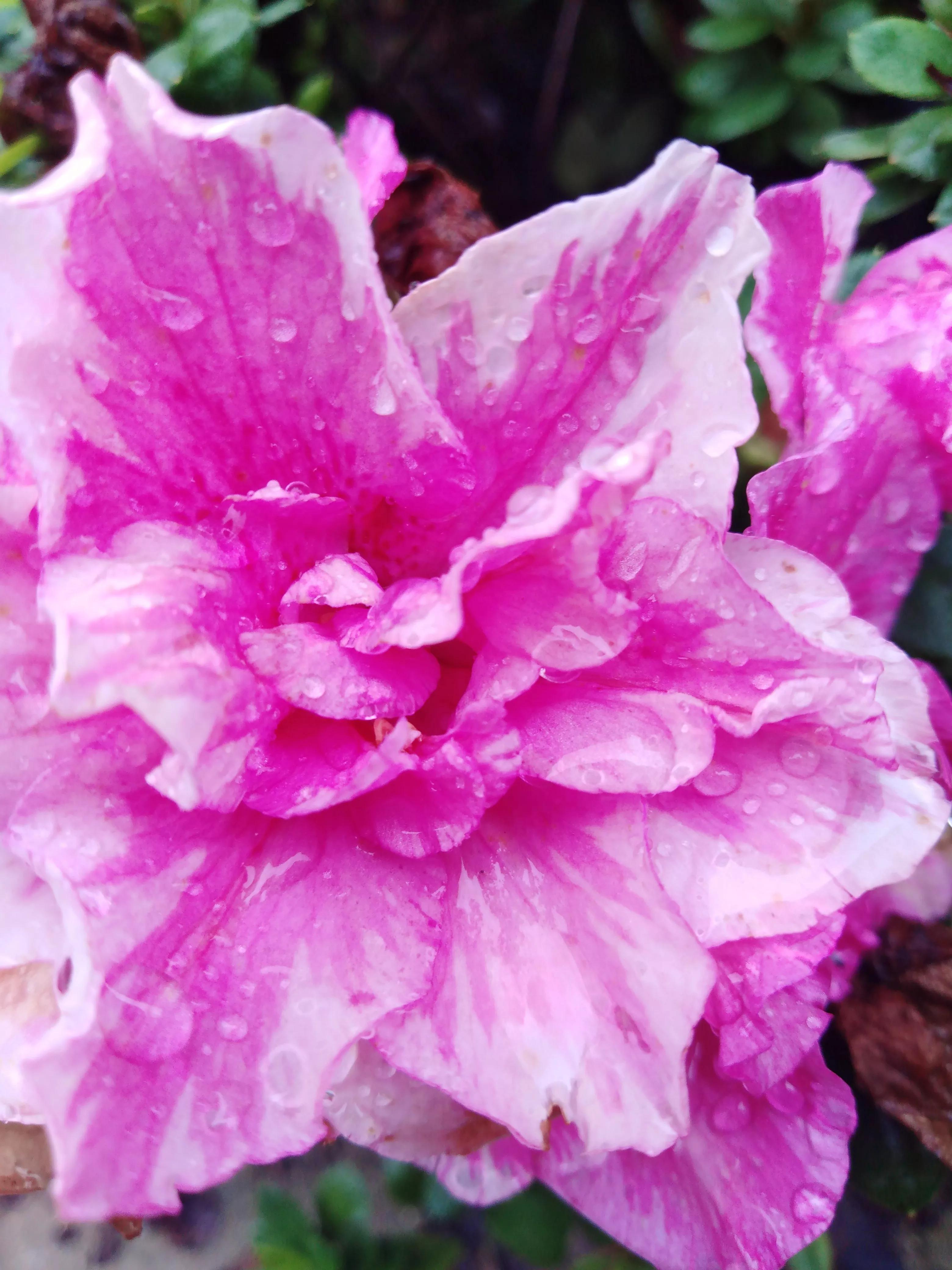 嘴长毛短浅含膘,嘴长毛短浅含膘是什么生肖