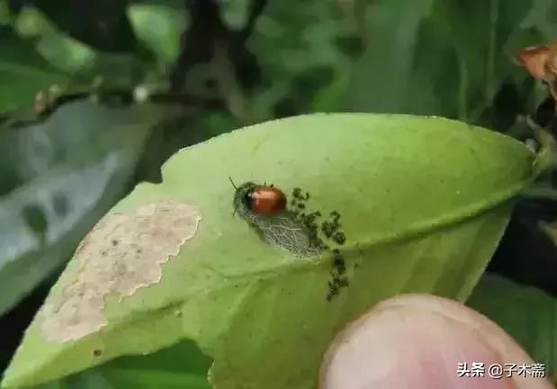 柑橘大实蝇和柑橘小实蝇常规虫害,柑橘虫害高清图谱及防治方法