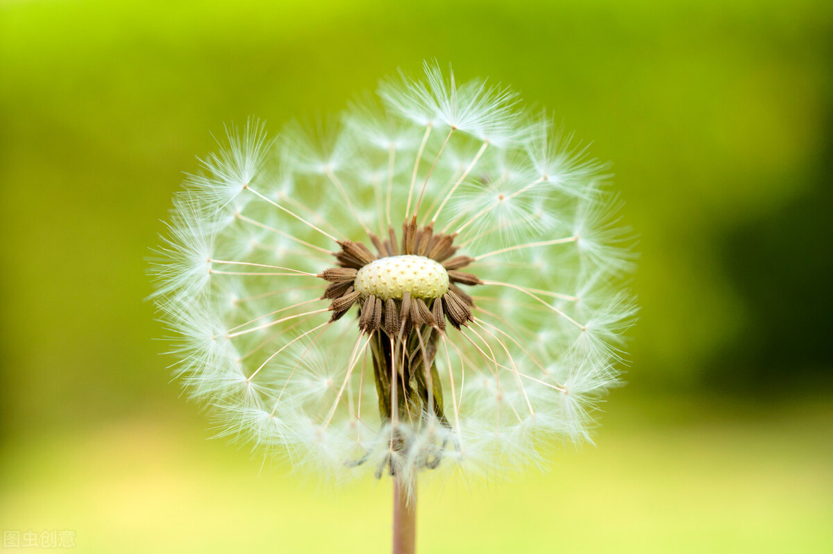 蒲公英的生长习性和药用价值,蒲公英对眼睛复视有药用价值吗