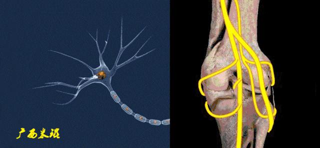 前交叉韧带扭伤最快自愈方法,前交叉韧带损伤膝关节会疼吗