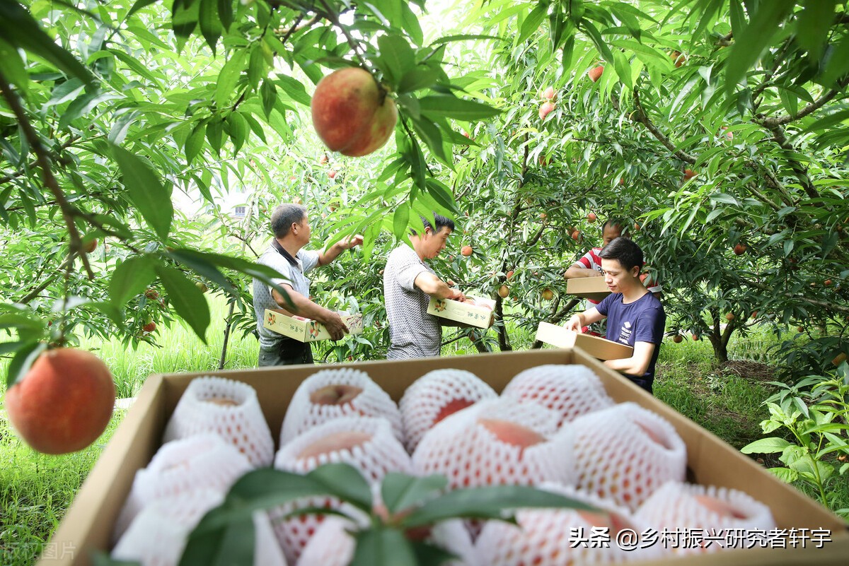 众筹农业项目合法吗,乡村振兴众筹营销渠道