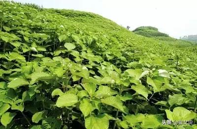 安徽颜值爆表的“姑娘”,她叫铜陵