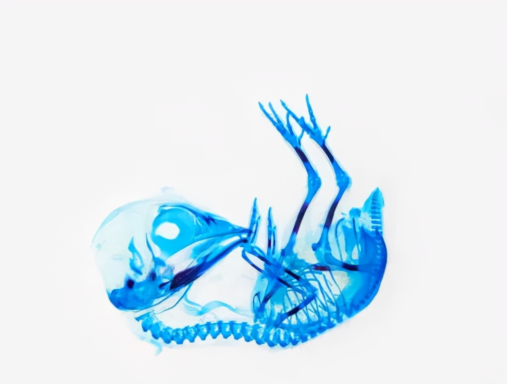 雏鸡跛脚是什么原因,雏鸡勾脖子蹲腿是什么病