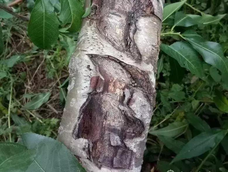 石硫合剂涂抹伤口,果树用石硫合剂