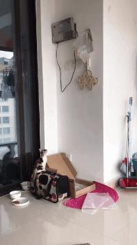 搞笑gif图我又相信爱情了,搞笑gif图来自一个女人的嫉妒