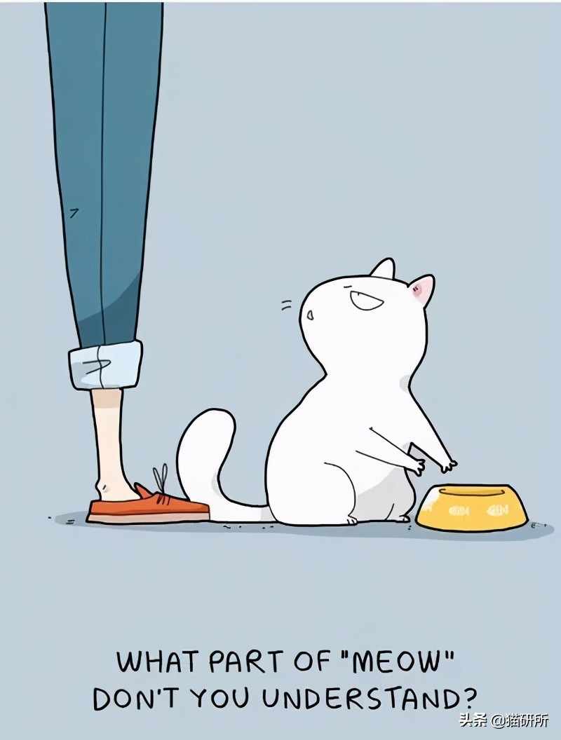 猫咪总是打扰主人吃饭怎么办,猫咪总是打扰我睡觉怎么办