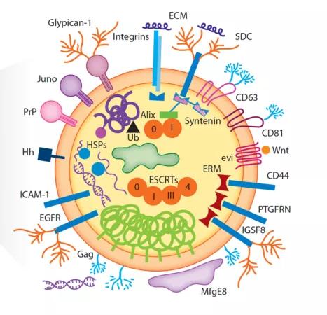 特洛伊木马计告诉我们什么道理,特洛伊木马计讲的是什么故事