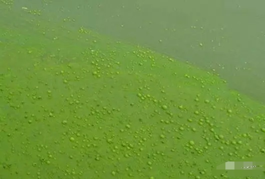 养殖塘水锈,养殖水有锈