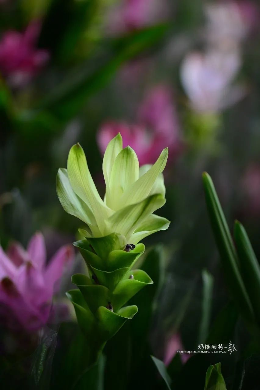 家里要有氛围感什么花比较好,家里高级的花