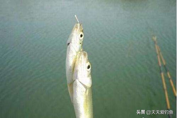 狂拉白条，就是这几招，根本停不下来