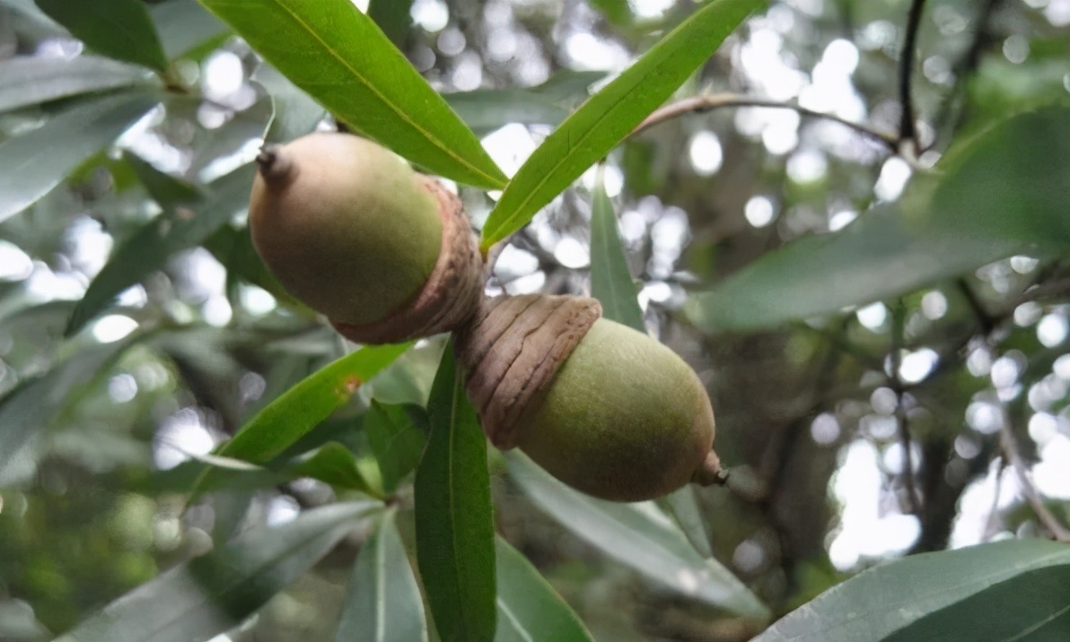 这种野果曾是我们的食物，插上竹棍变成玩具，如今却沦为“垃圾”