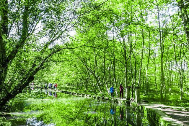 黄山西溪湿地,去西溪湿地