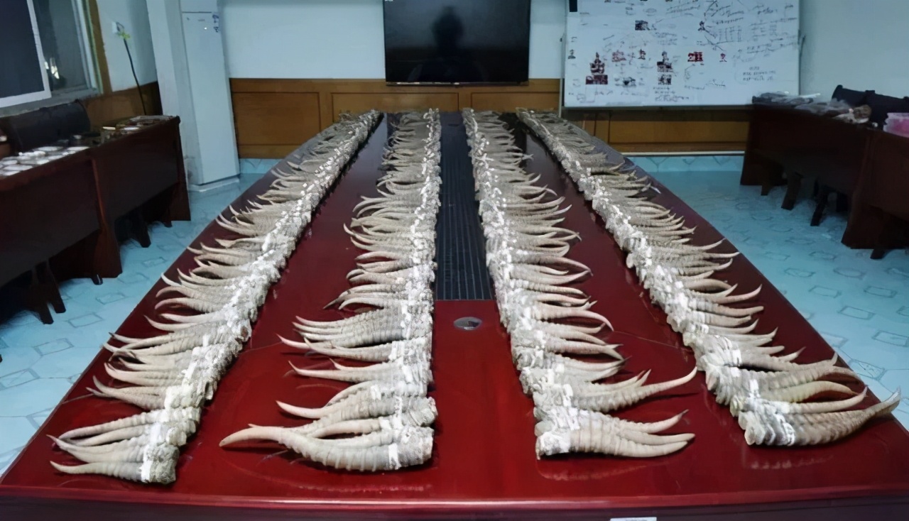 羚羊角重量,羚羊角200多公斤