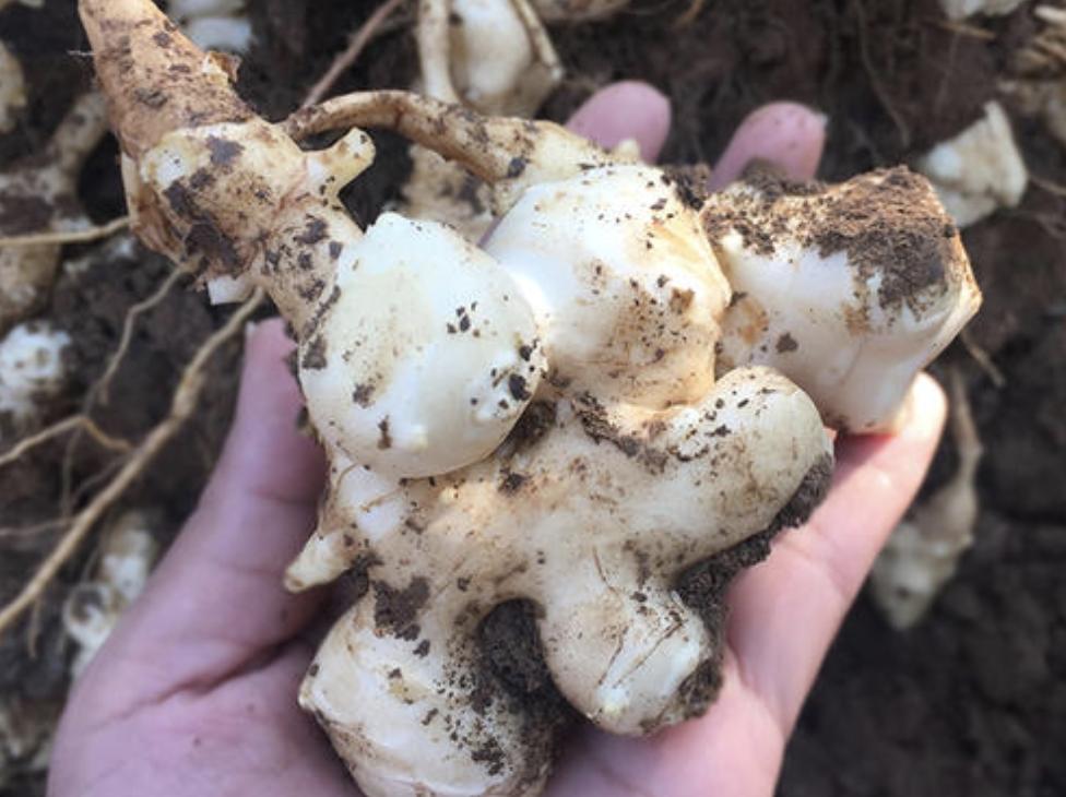 农村野草像洋姜,农村一种野姜是杂草