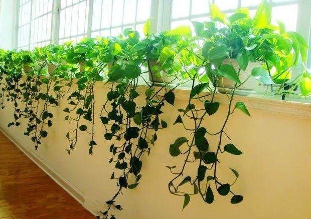 绿萝浇水加点它轻轻松松养爆盆,怎样才能让绿萝枝繁叶茂又绿又亮