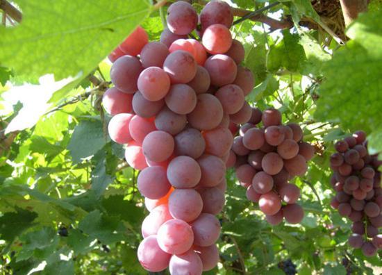 氯吡脲的膨果技术,氯吡脲用量过大会落果吗