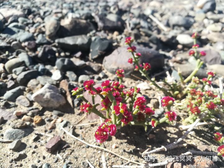 哈密戈壁之花图片,戈壁之花