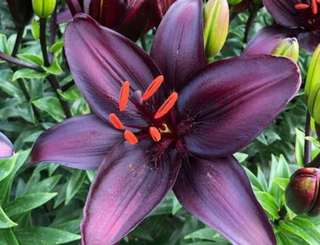 秋日赏花，百合必须要拥有姓名