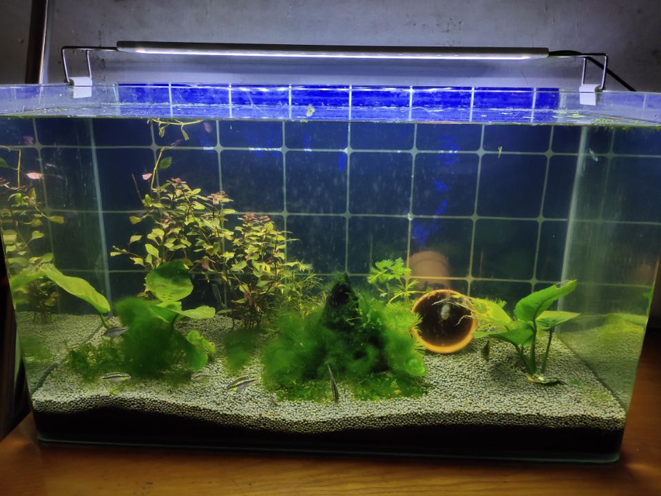 为什么水温高就会死鱼,观赏鱼都是被烫死了吗?根本不是