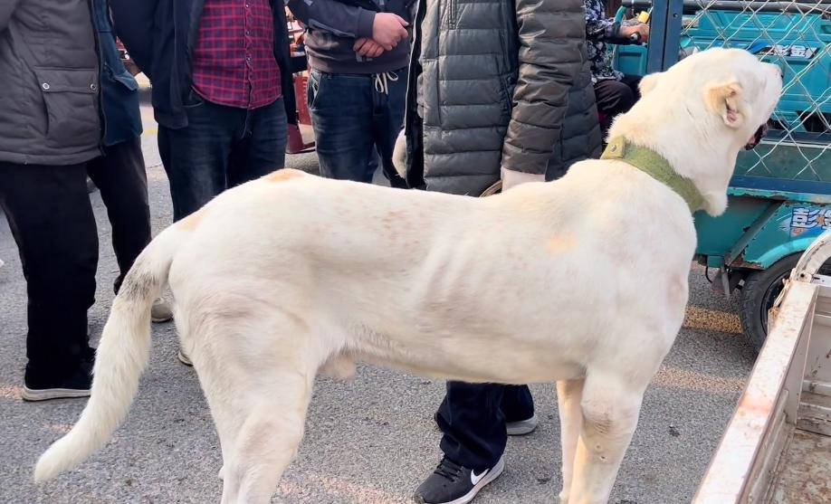鐙楀競200澶氭枻鐨勪腑浜氱墽缇婄姮瑙嗛,200澶氭枻鐨勪腑浜氱墽缇婄姮鏉ュ埌鐙楀競