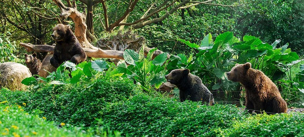 长隆野生动物世界营业时间,广州长隆野生动物园要玩多久
