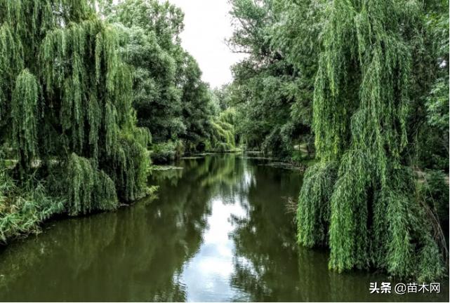 鑻楁湪宸ョ▼杩樻湁缁х画鍙戝睍鐨勫彲鑳藉悧,鍥藉瀵硅嫍鏈ㄥ彂灞曟湁鍝簺瑙勫垝