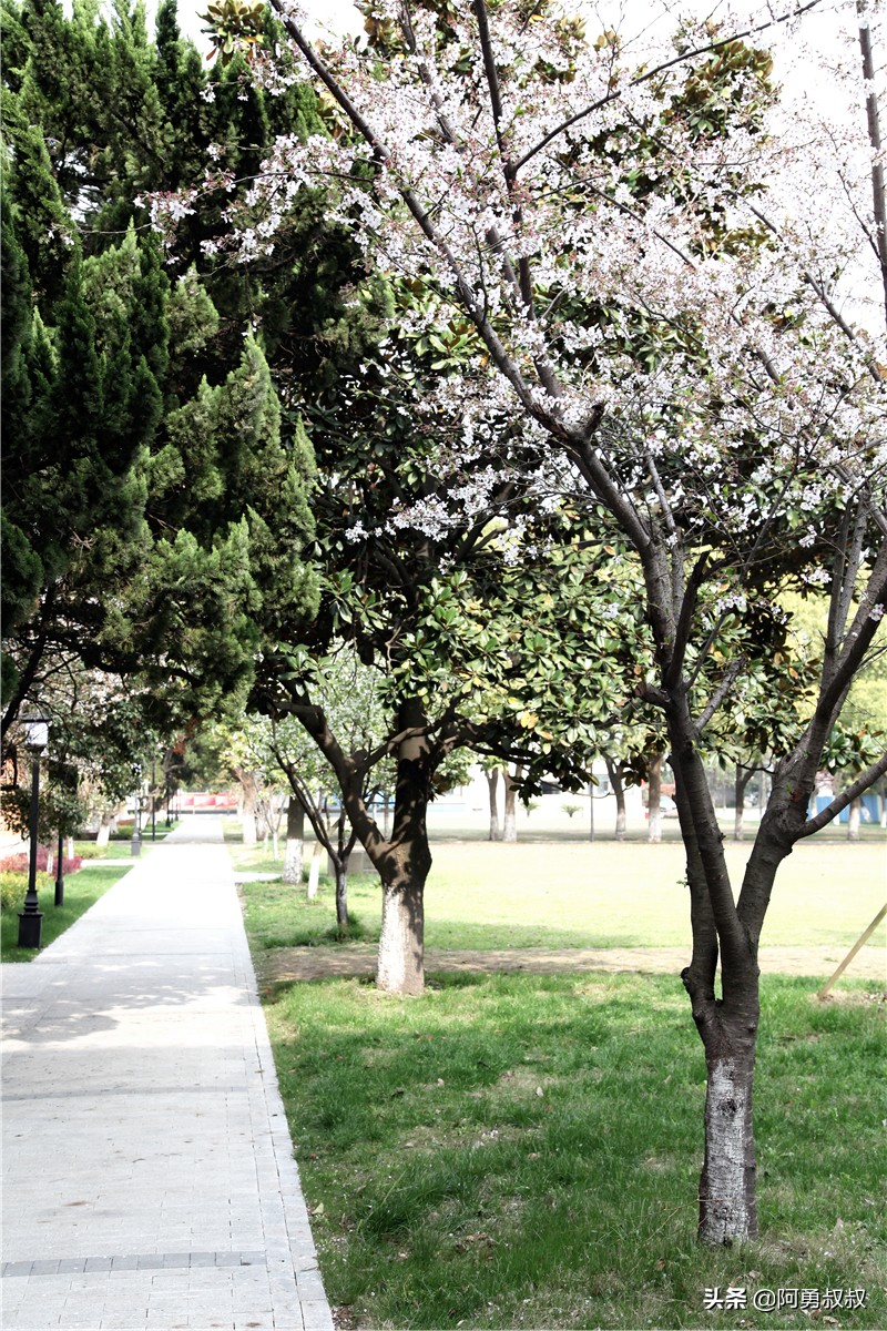 全国百强高中苏州有几个,苏州实验中学科技城校区