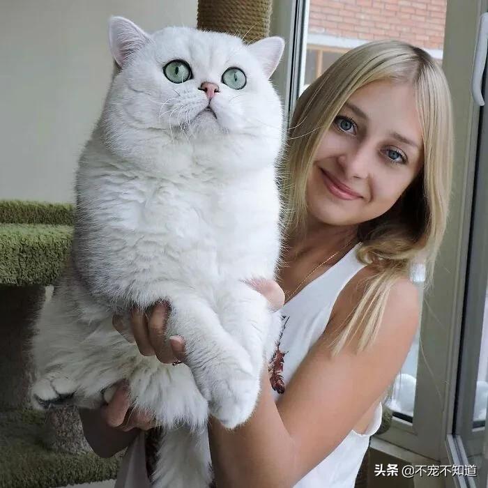 岛国妹子养的超萌小奶猫,几个月后变成巨兽了