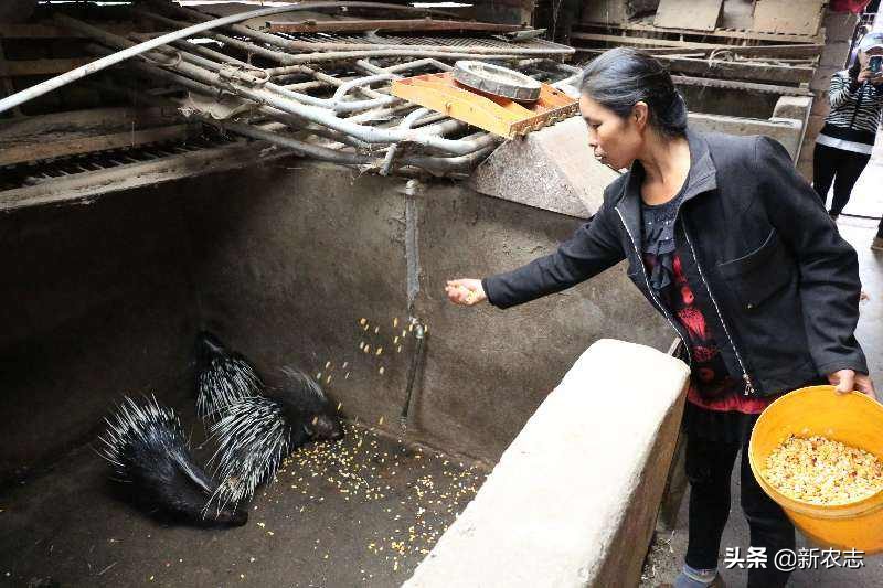 一万元养殖创业十大暴利养殖生意,农村利润很吓人的10个冷门养殖