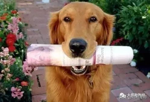 金毛犬和泰迪犬哪个聪明,金毛犬有多聪明视频