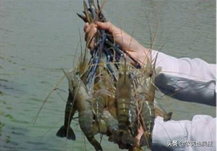 单只重量10kg,单只虾1.5斤