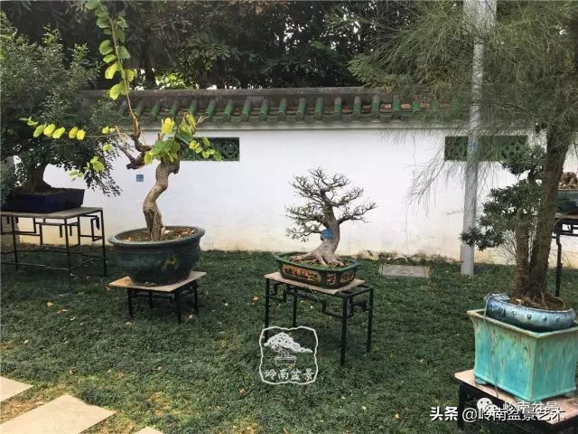 文人杂木盆景精品欣赏,可以做盆景的杂木图片大全